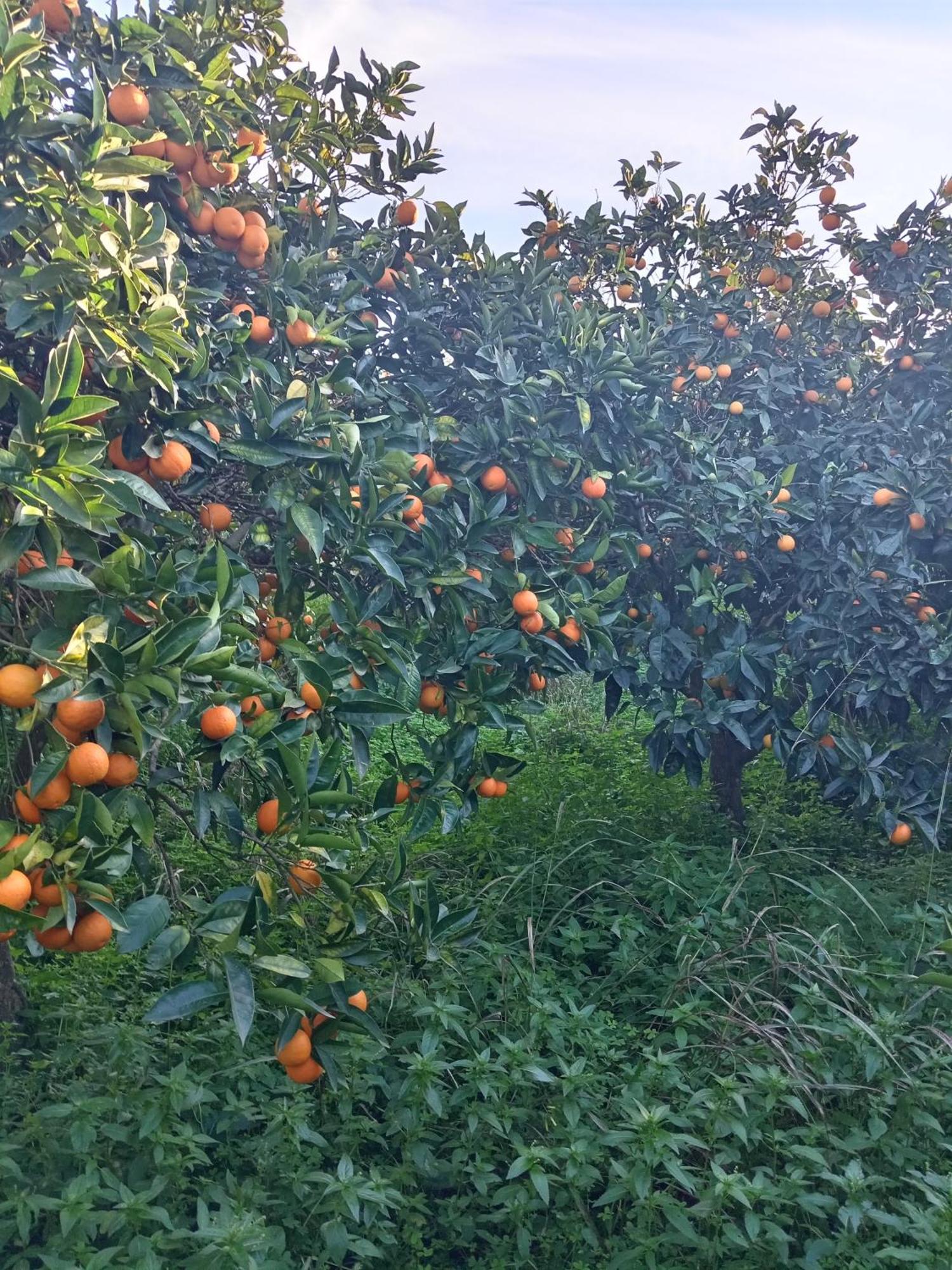 Villetta San Giovanni Calatafimi Εξωτερικό φωτογραφία
